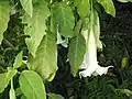 Conventional form of Brugmansia × candida