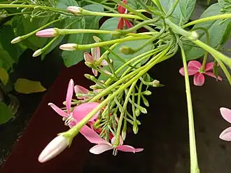 Buds and flowers of Combretum indicum in West Bengal, India