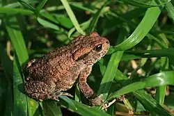 The common toad on grass.