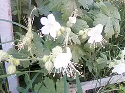 White-flowered variety