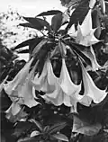 Brugmansia suaveolens