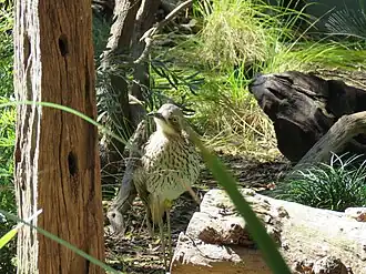 Bush stone-curlew in Bushwalk exhibit