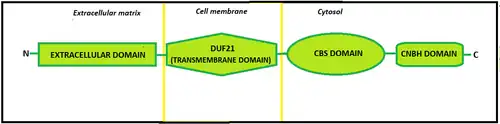 Representation of CNNM3 protein, with its four main domains in the part of the cell in which they are located.