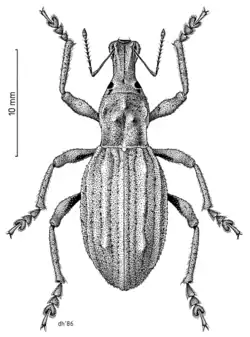Flax Weevil by Des Helmore
