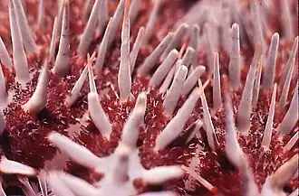 Broken and regenerating spines