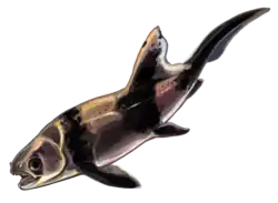 Coccosteus cuspidatus