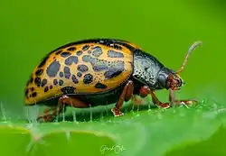 Calligrapha felina, México