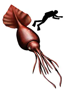 Colossal squid (Mesonychoteuthis hamiltoni, max. 12–14 m or 39–46 ft)