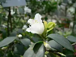 Camellia fraterna