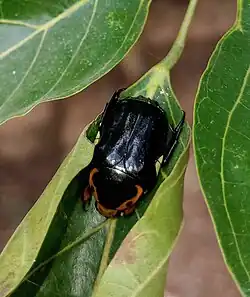 Campsiura nigripennis
