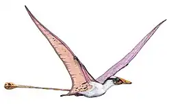 Campylognathoides liasicus