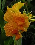 Canna 'Lenape', Armstrong