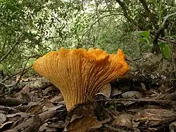 A golden colored mushroom among dead leaves and foliage.