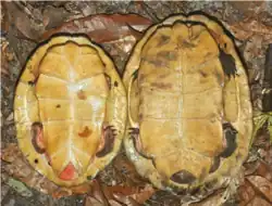 Male (left), female (right).
