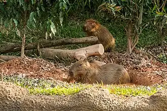 Capybara