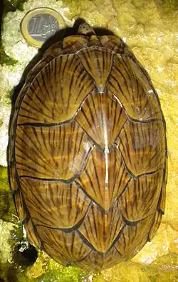 Carapace