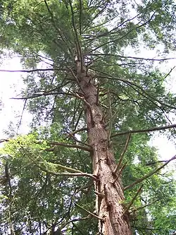 An Eastern Hemlock in Cathedral State Park