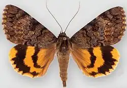 Catocala desdemona Desdemona underwing