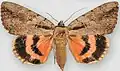 Catocala amatrix f. nurus sweetheart underwing type species of Lamprosia