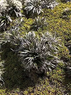 A small plant with very thin leaves centered on a green background