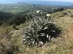 A large Celmisia monroi with gray leaves and a white flower on a hillside with a view in the distance
