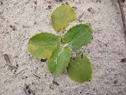 Brahmibooti (Centella asiatica)