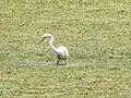 Intermediate egret