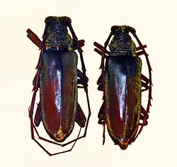 Neoplocaederus fucatus from São Tomé and Principe, male and female