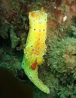 Yellow variation of Ceratosoma brevicaudatum at Fly Point, Port Stephens, New South Wales