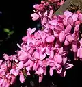 Cercis siliquastrum flowers on a mature branch