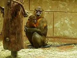 Brown monkey and baby