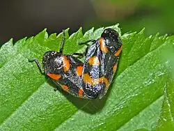 Mating