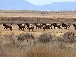 Elk herd