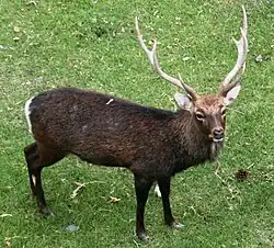 Sika deer