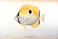 Teardrop butterflyfish Chaetodon (Lepidochaetodon) unimaculatus