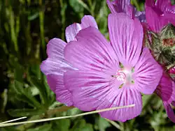 Sidalcea malviflora