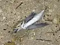 Beached flying fish being eaten by Atlantic blue crabs (Fort Pierce)