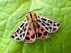 A species of moth