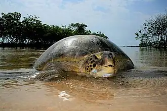 Chelonia_mydas_183369049