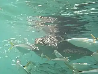 Green sea turtle, found at Punta Sal, Peru