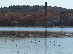 Migrating waterbirds in winter