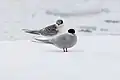Adult Antarctic tern (front) in breeding plumage with a chick (back).