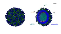 The Chikungunya virus structure at atomic resolution has been constructed utilising UCSF Chimera software