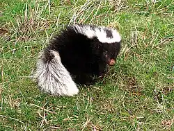 Black and white skunk with pink nose in grass