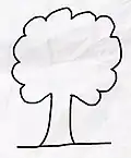 Drawing of a tree with spreading crown.