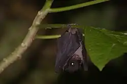 Black bat