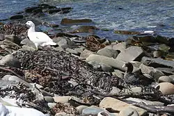 A pair on East Falkland