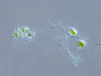 Chlorarachnion, a genus of photosynthetic cercozoans