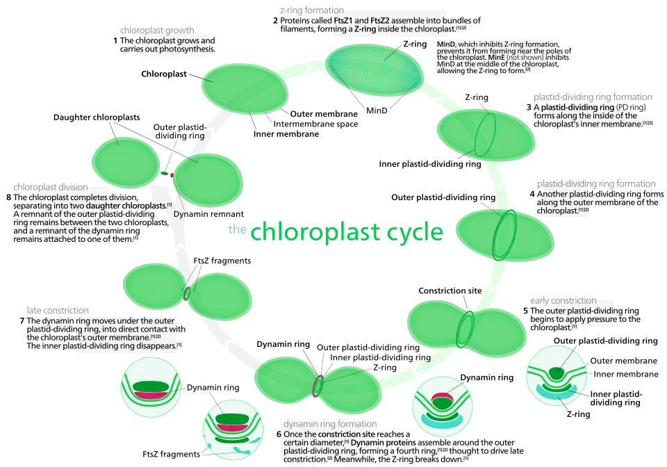 Most chloroplasts in plant cells, and all chloroplasts in algae arise from chloroplast division.[193] Picture references,[189][197]