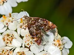 Prochoreutis sehestediana